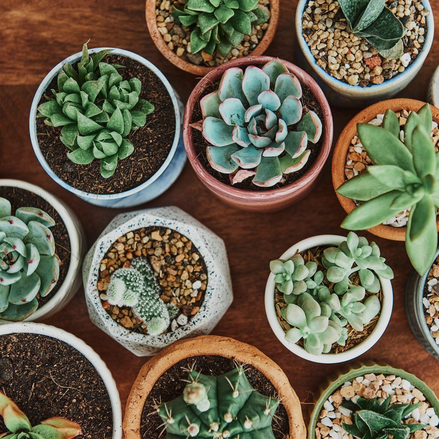 A top view of various succulent plants in small pots.