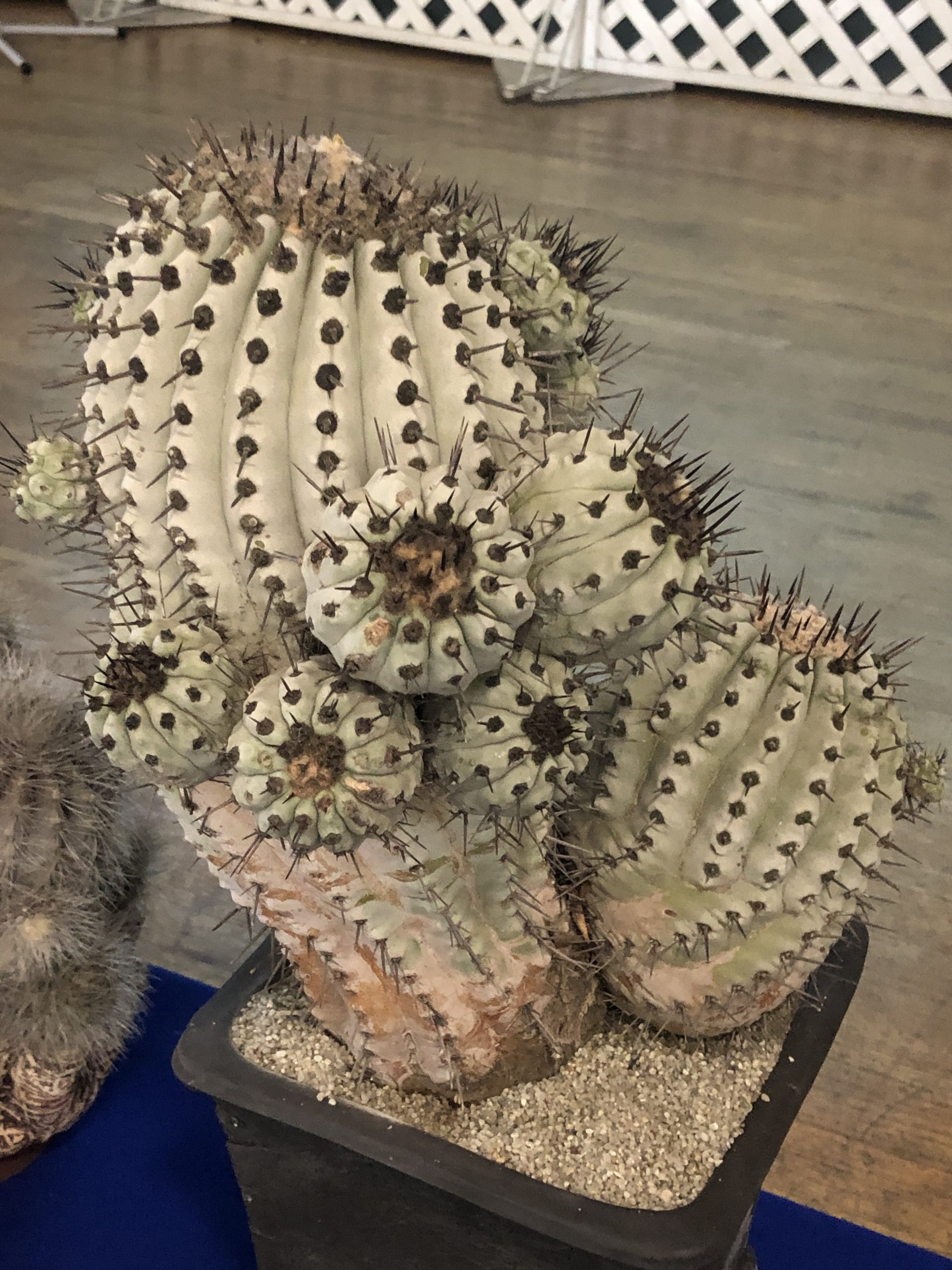 Advanced Cacti
1st: Gary Duke - Copiapoa cinerea